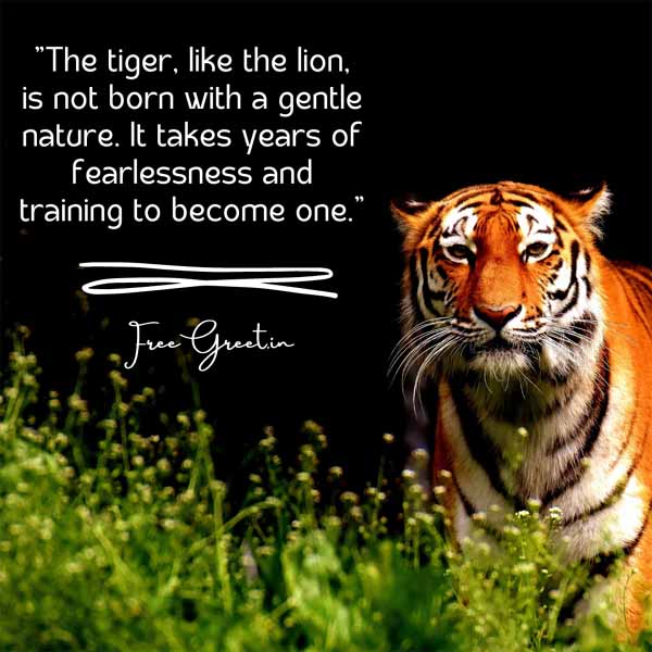 tiger day quotes